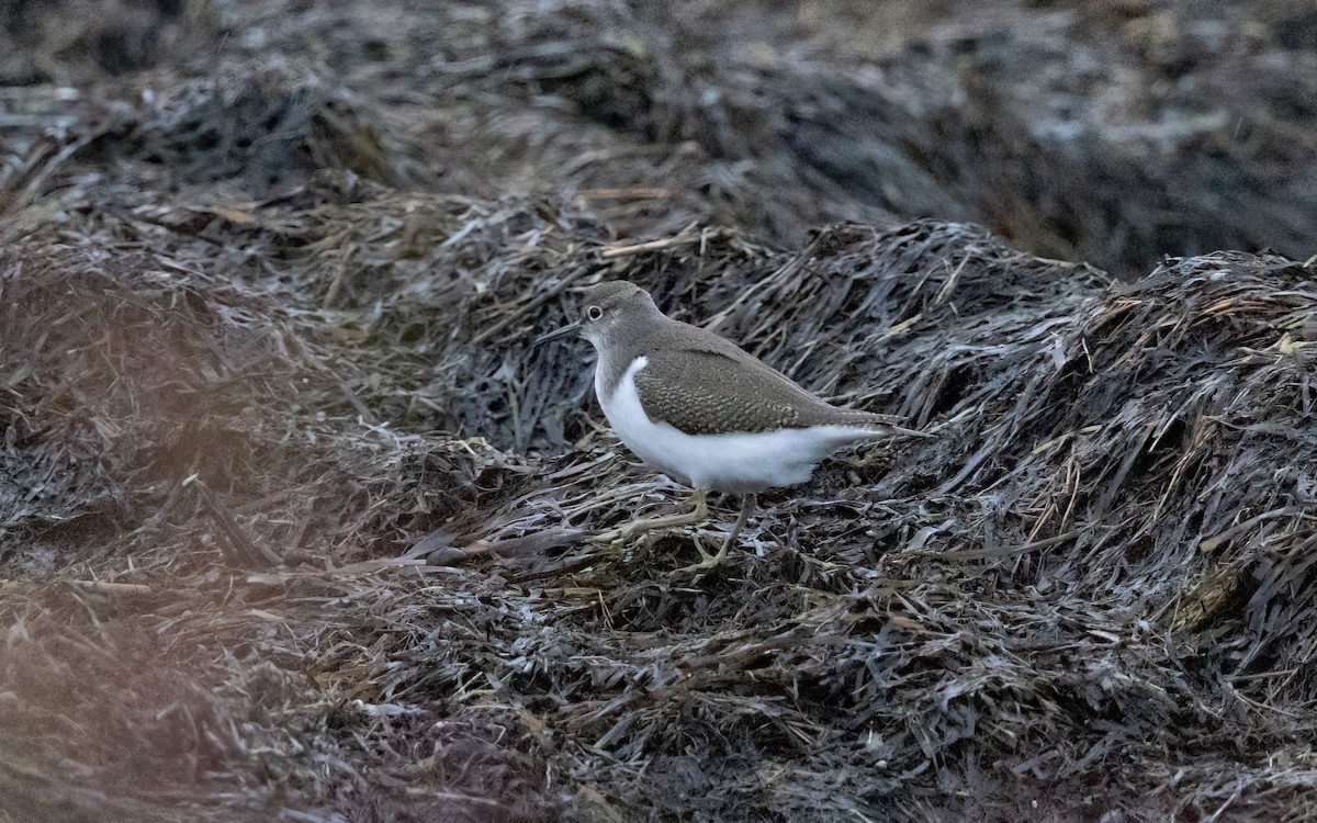 Common Sandpiper - ML626535735