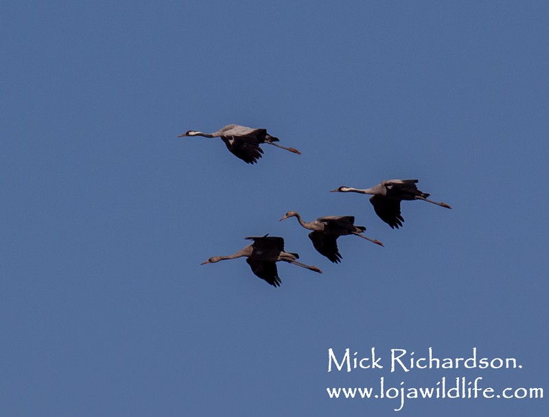 Common Crane - ML626535736