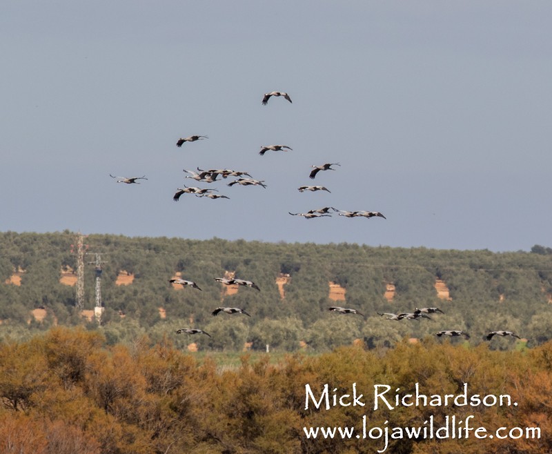 Common Crane - ML626535739