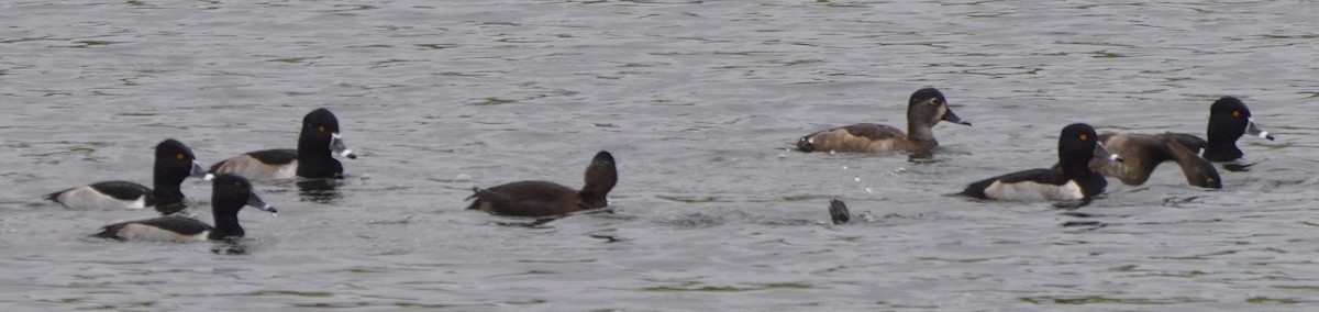 Ring-necked Duck - ML626535740