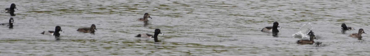 Ring-necked Duck - ML626535741