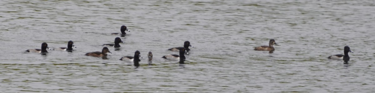 Ring-necked Duck - ML626535742