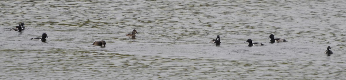 Ring-necked Duck - ML626535743