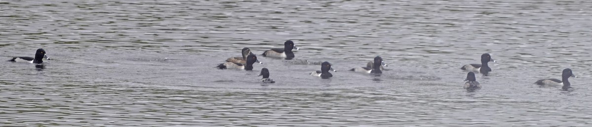 Ring-necked Duck - ML626535744