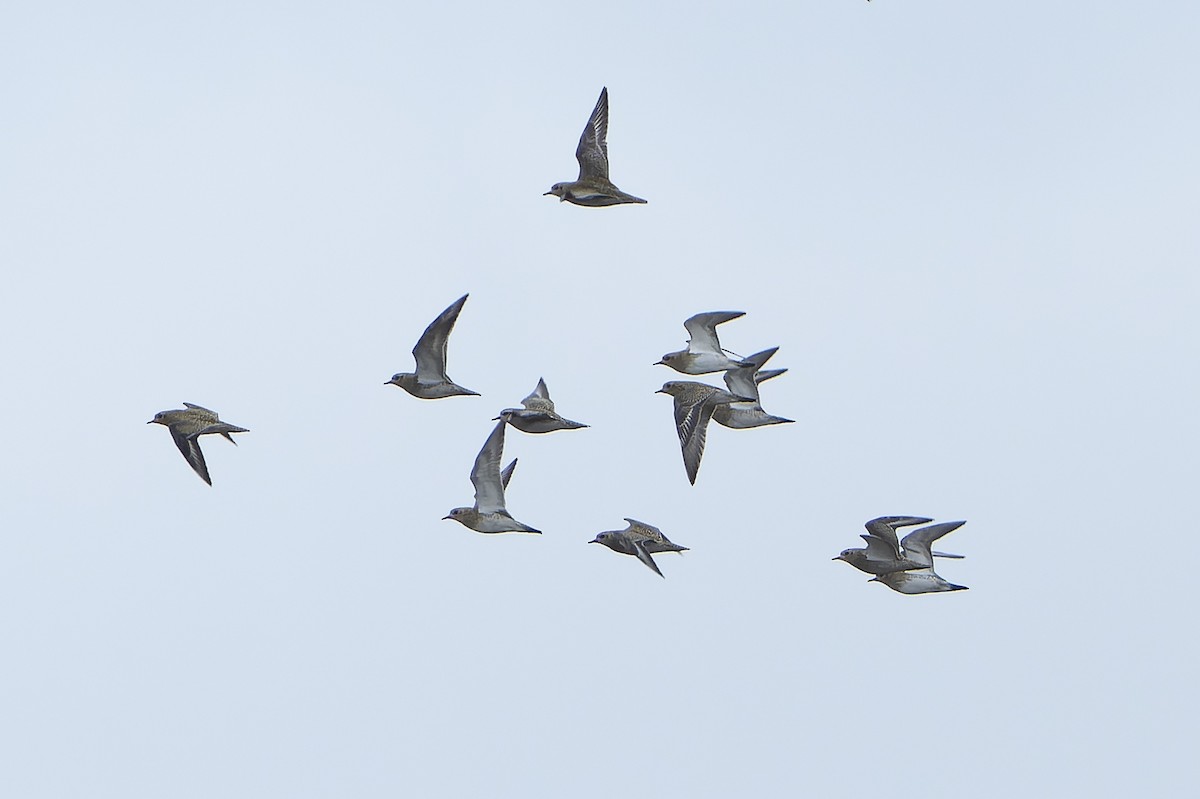 European Golden-Plover - ML626535745