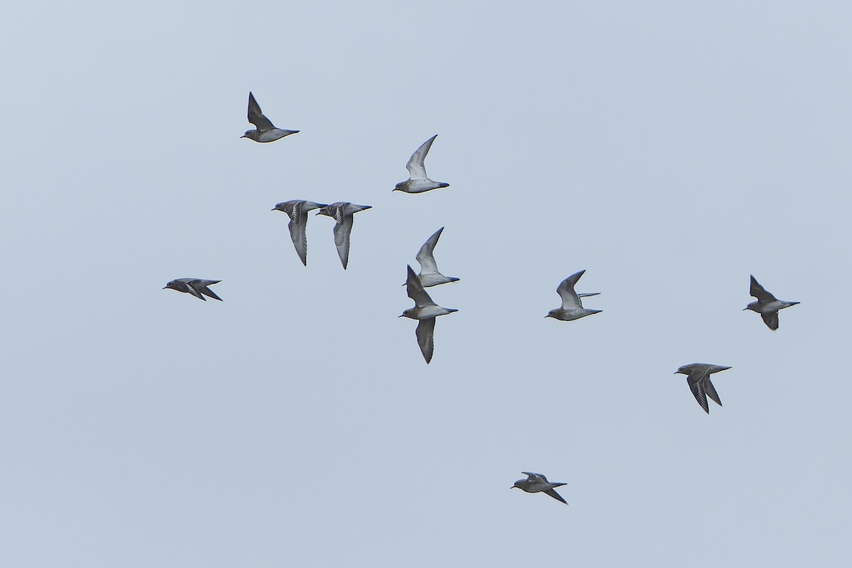 European Golden-Plover - ML626535746