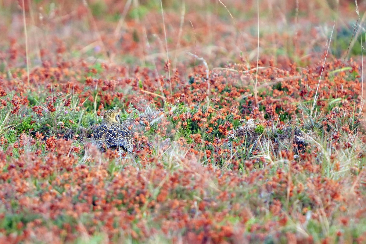 European Golden-Plover - ML626535747