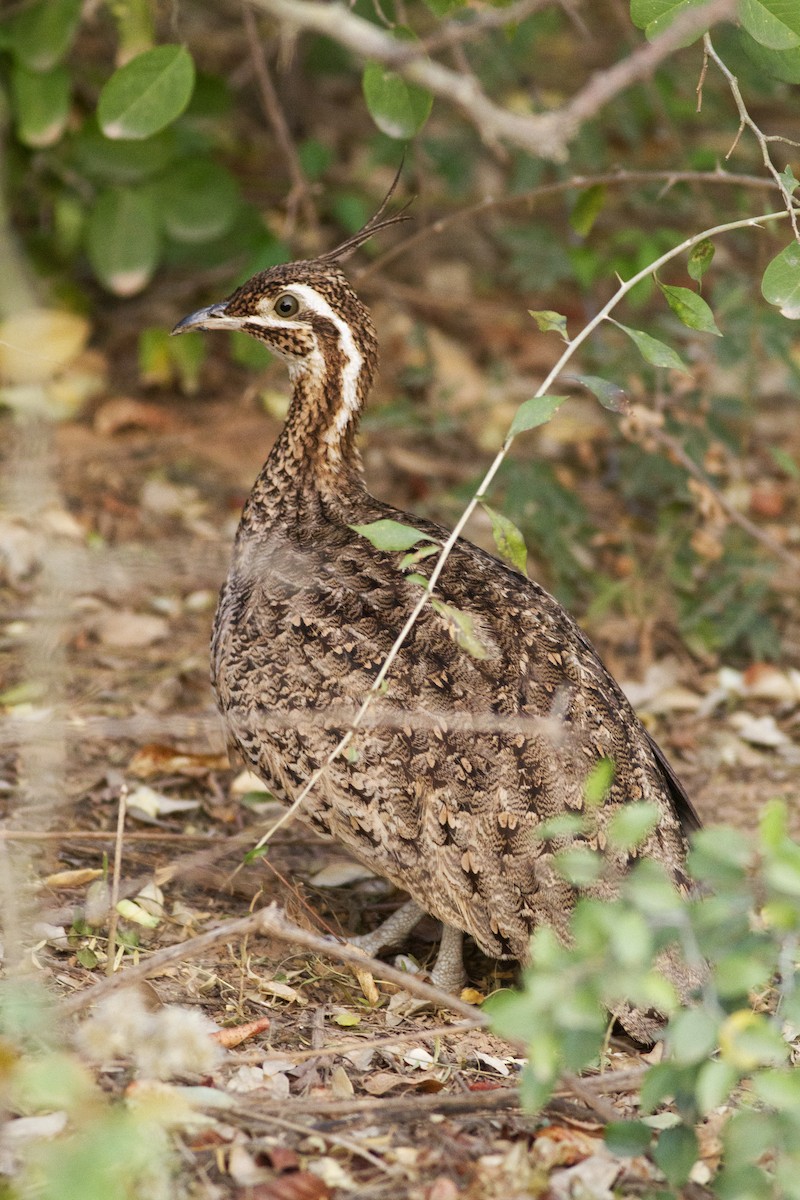 Quebracho Crested-Tinamou - ML626536025