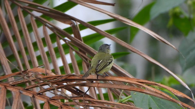 Gray-crowned Flatbill - ML626536051