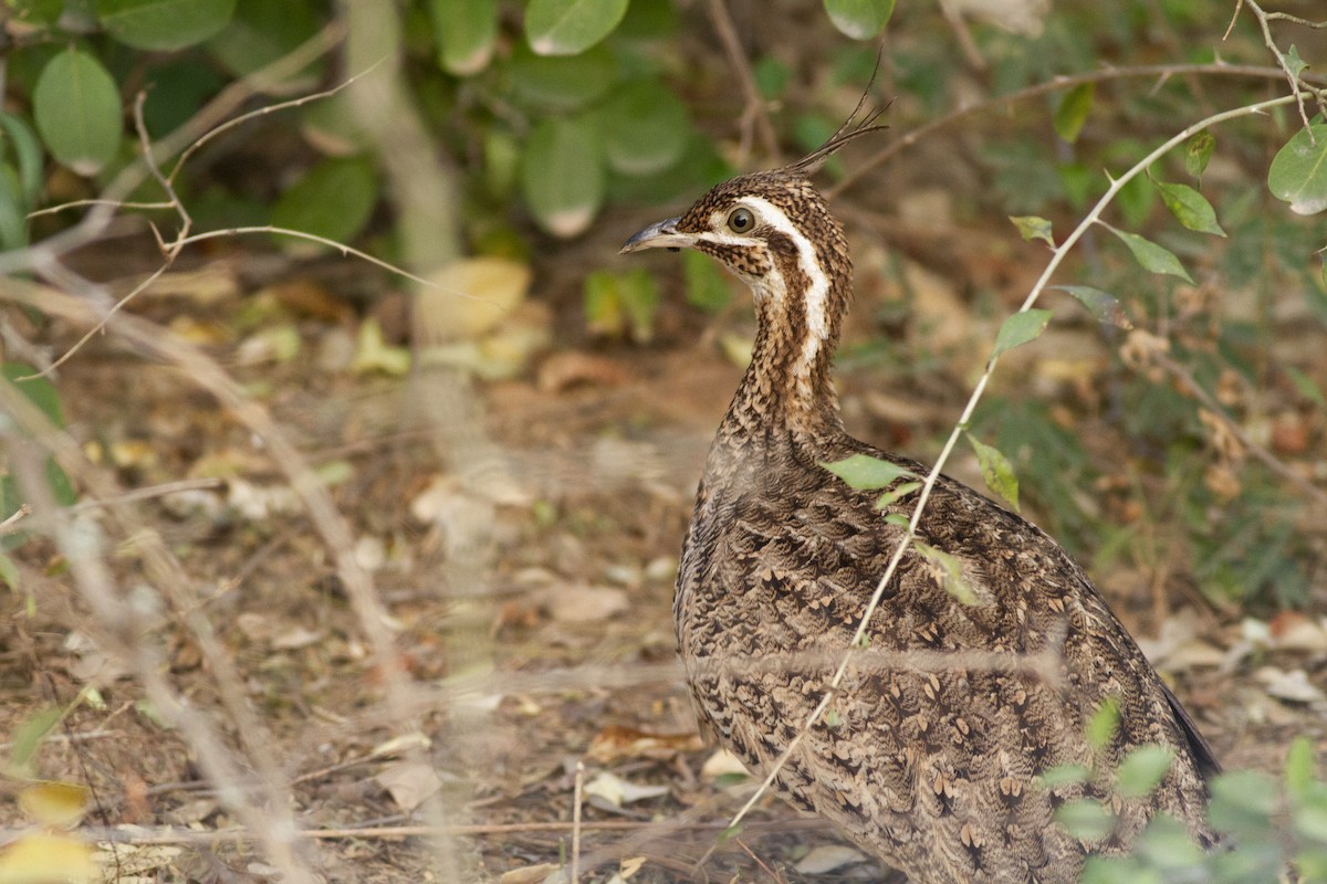 Quebracho Crested-Tinamou - ML626536119