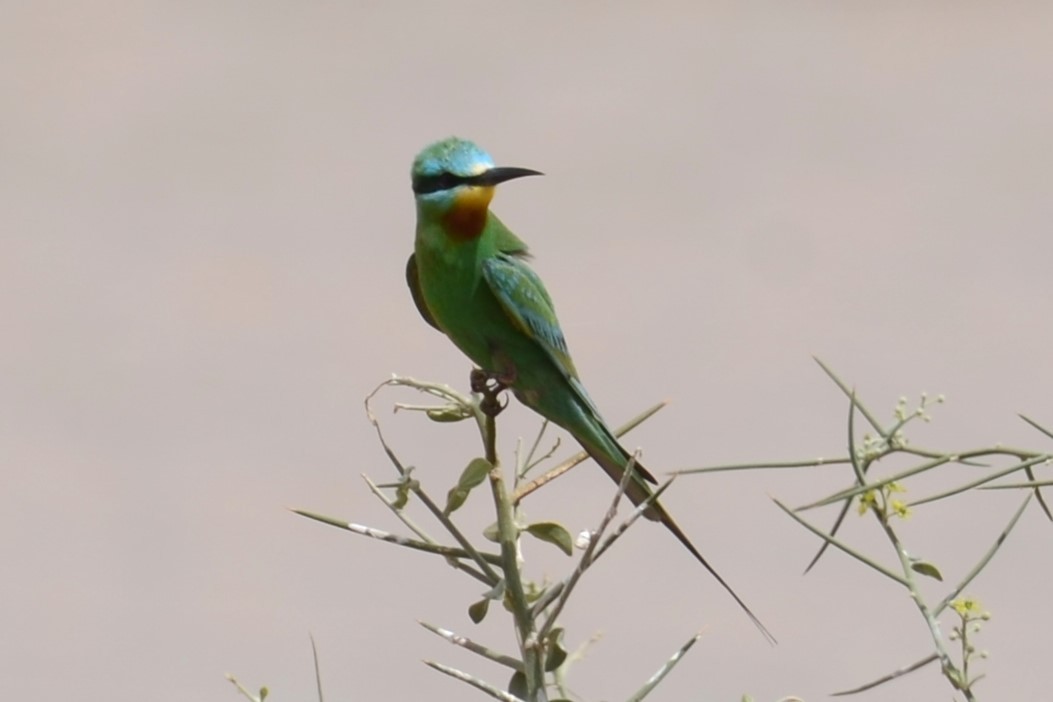 Blue-cheeked Bee-eater - ML626536195