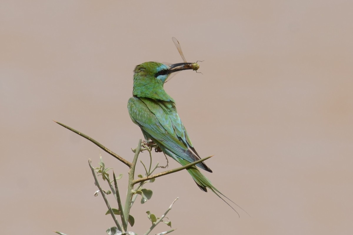 Blue-cheeked Bee-eater - ML626536196