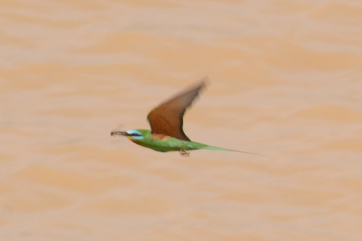 Blue-cheeked Bee-eater - ML626536197