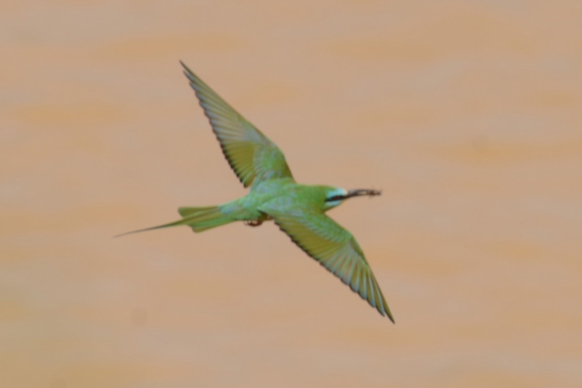 Blue-cheeked Bee-eater - ML626536198