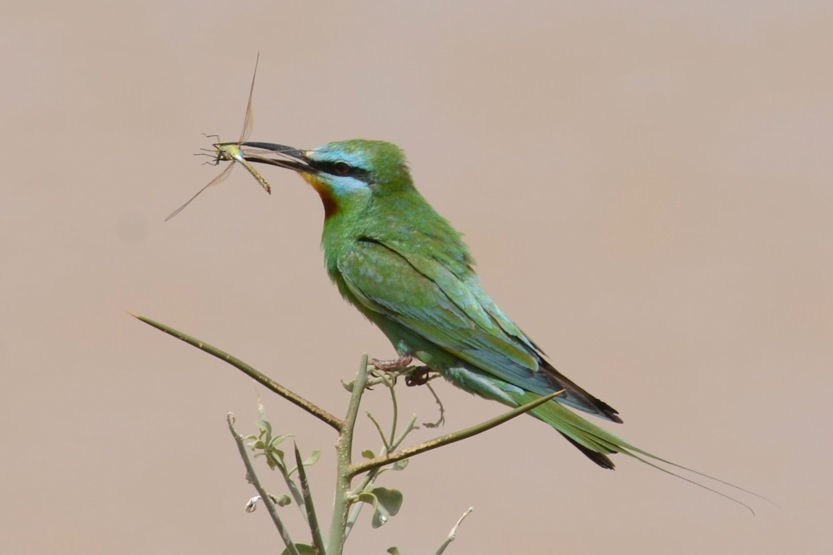 Blue-cheeked Bee-eater - ML626536199