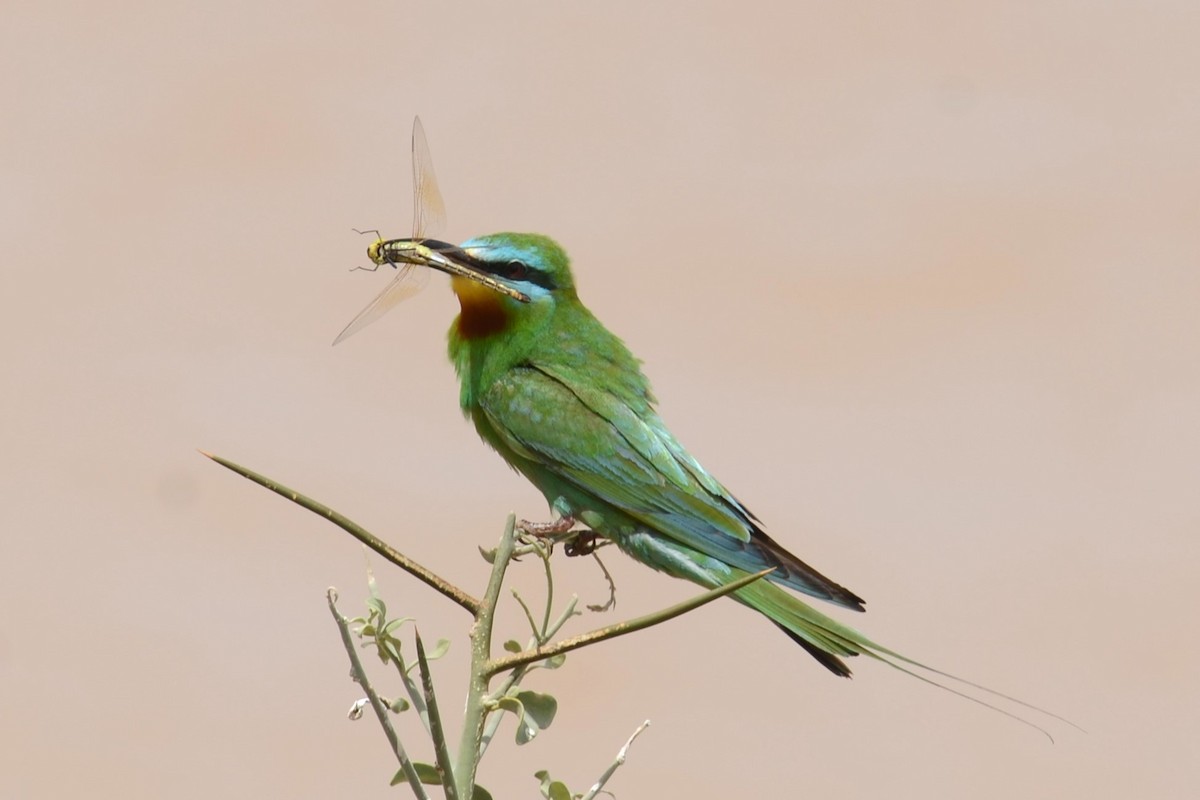 Blue-cheeked Bee-eater - ML626536200