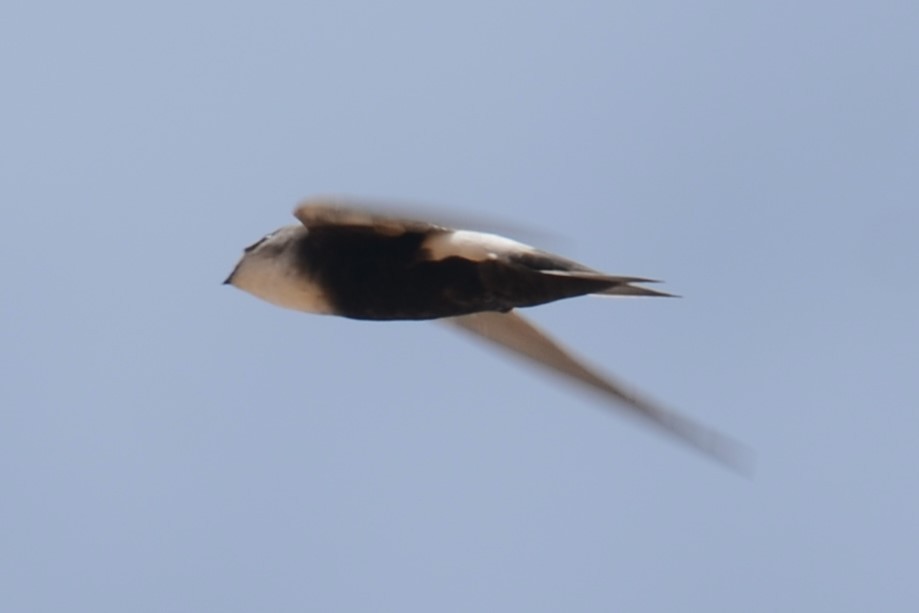 Horus Swift (White-rumped) - ML626536226