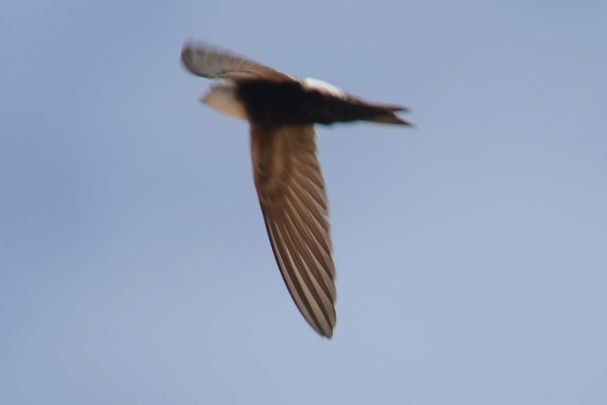 Horus Swift (White-rumped) - ML626536227