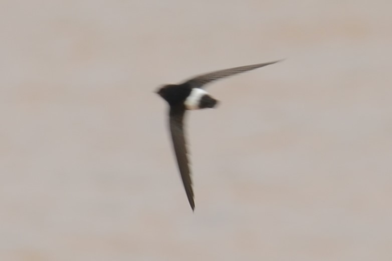 Horus Swift (White-rumped) - ML626536228