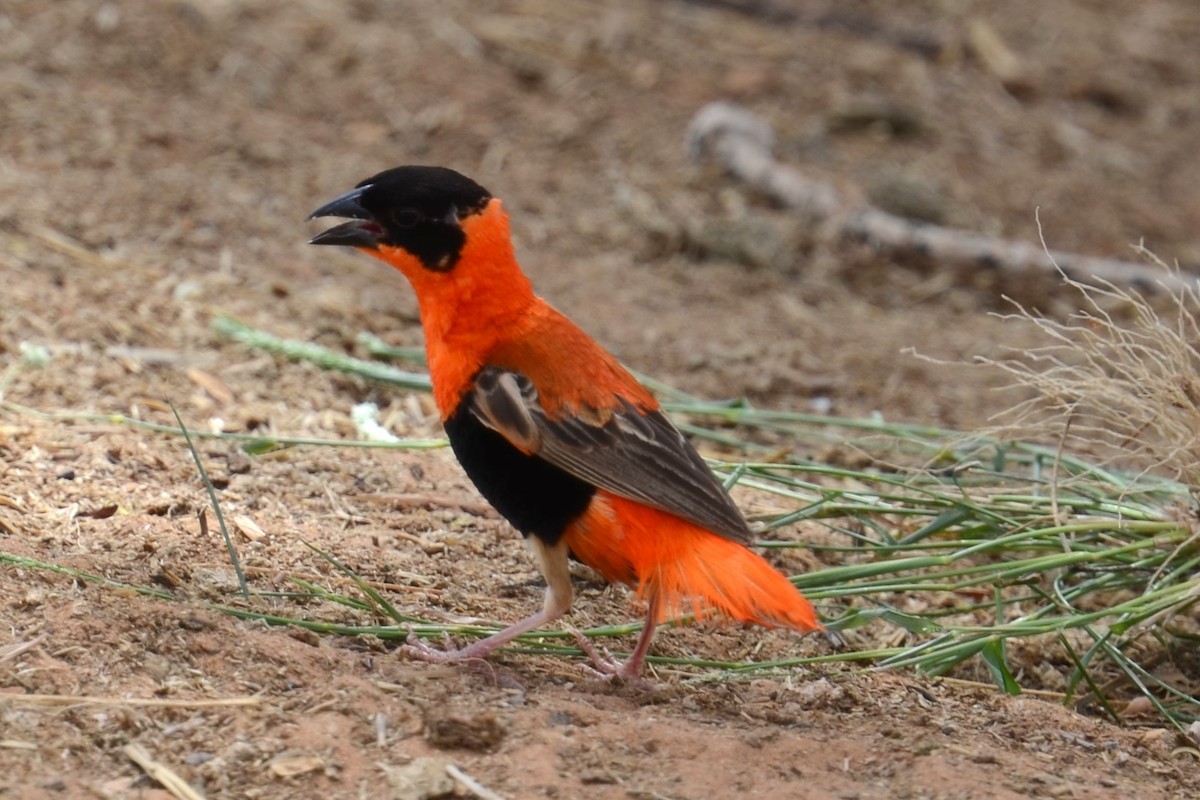 Northern Red Bishop - ML626536241