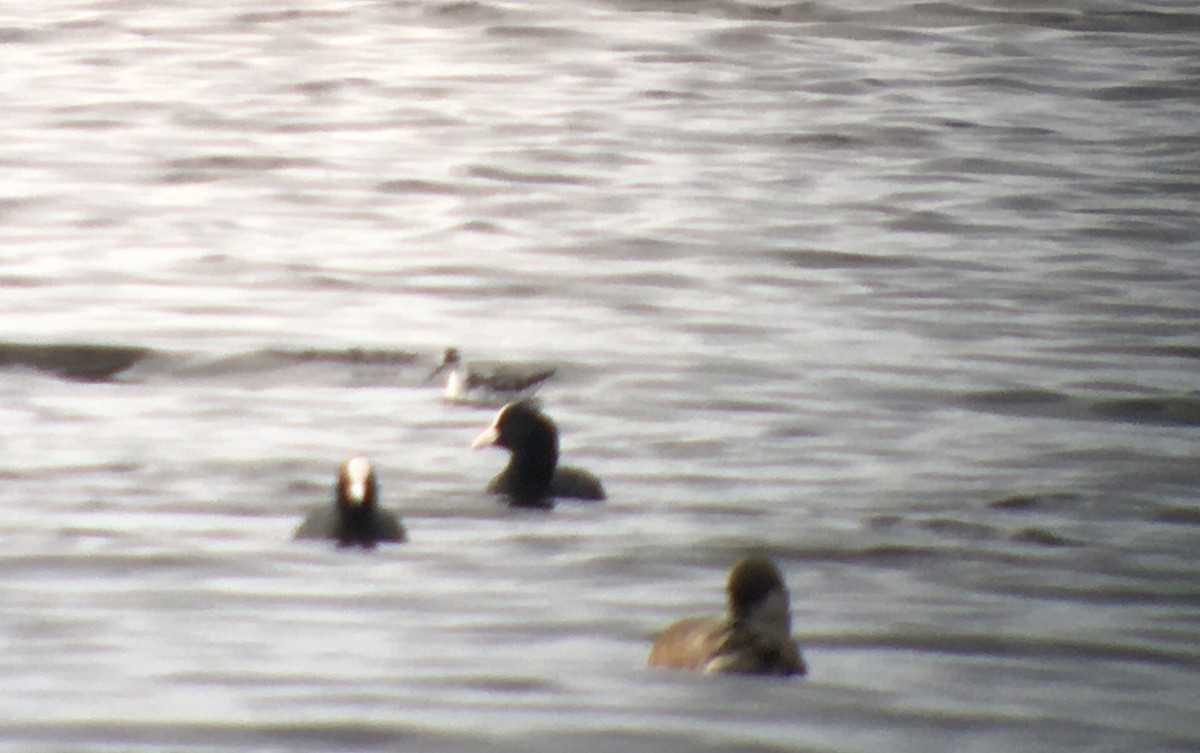 Red-necked Phalarope - ML626536374