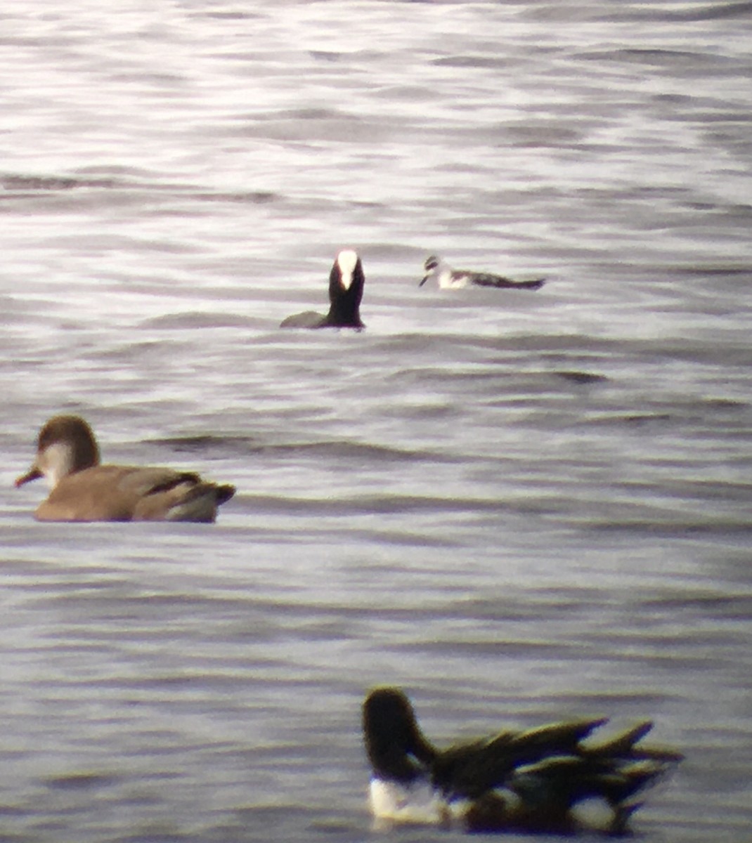 Red-necked Phalarope - ML626536375