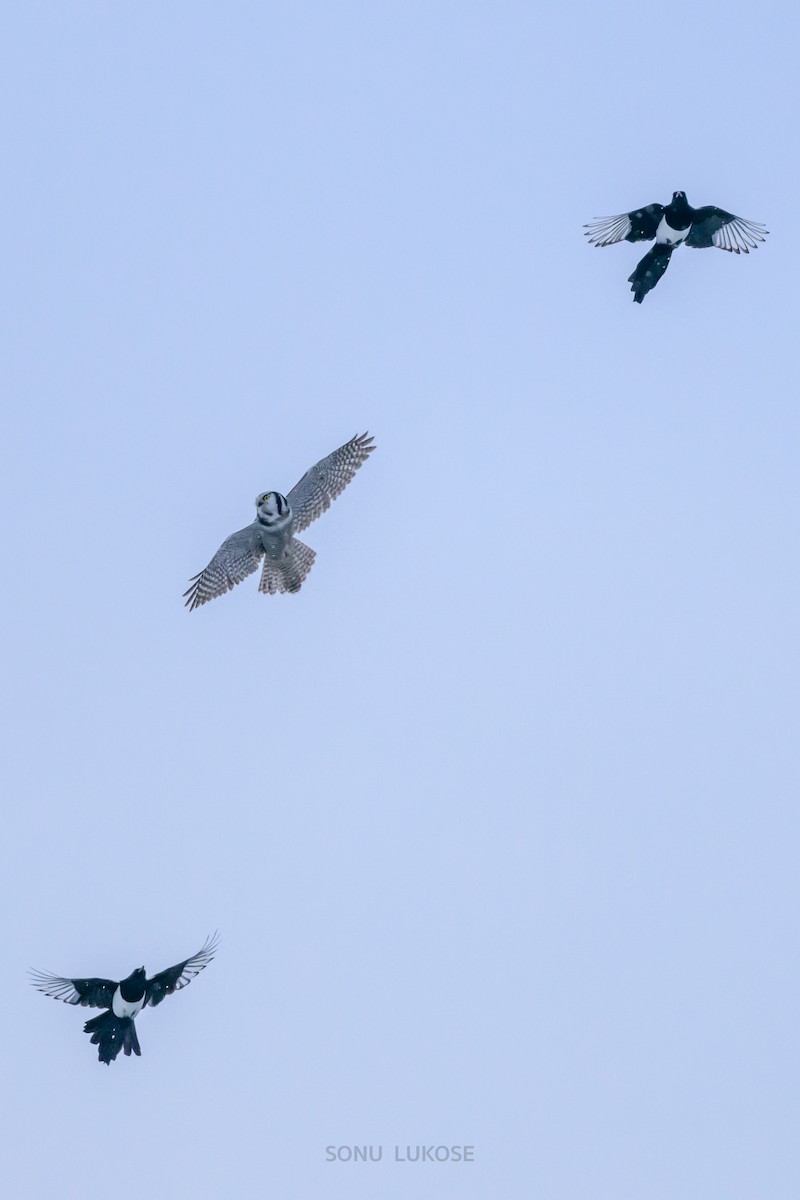 Northern Hawk Owl - ML626536376