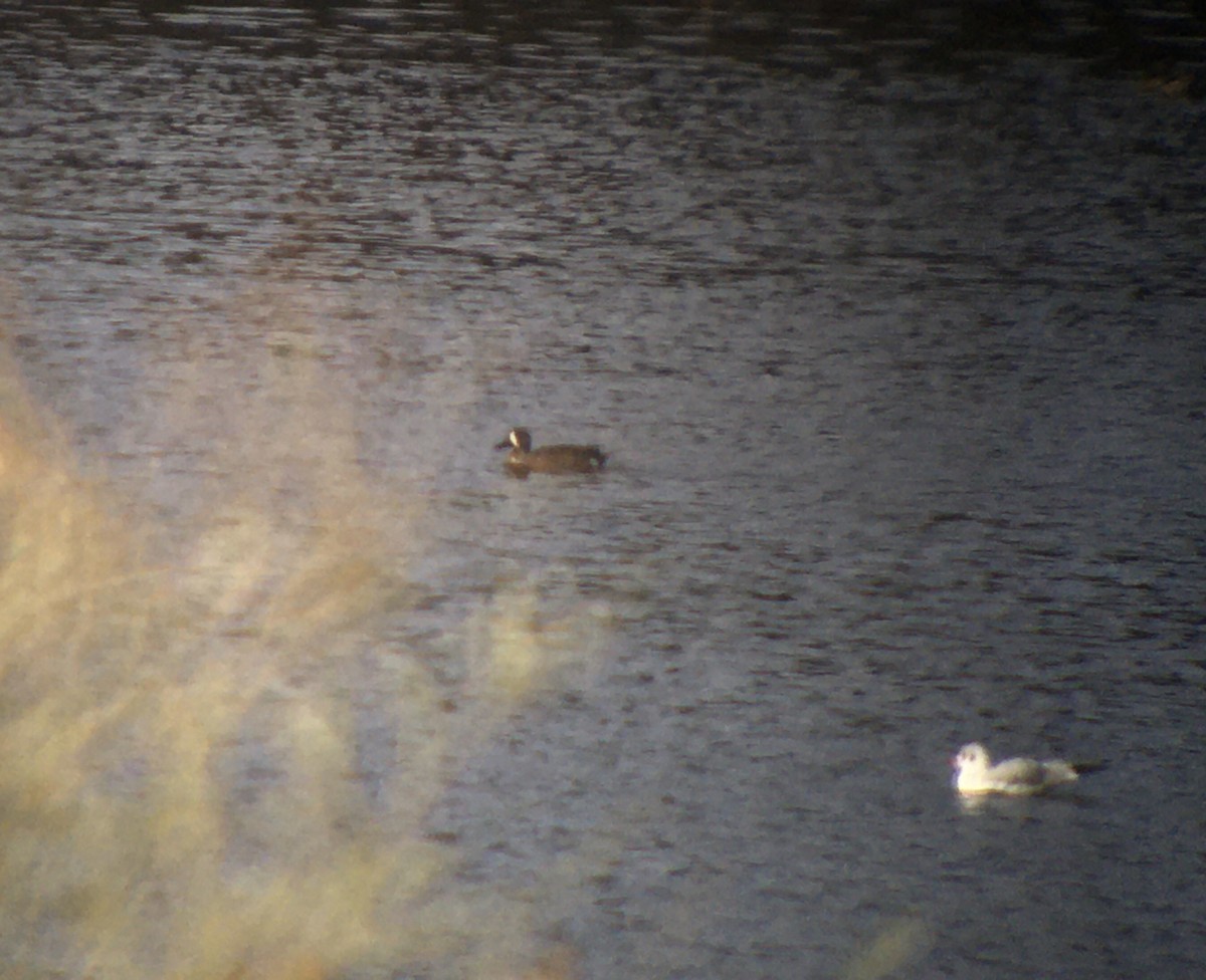 Blue-winged Teal - ML626536445