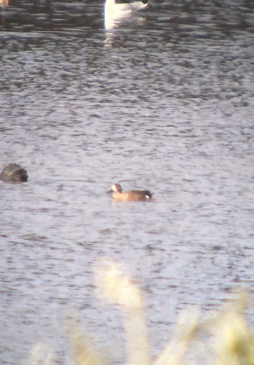 Blue-winged Teal - ML626536446