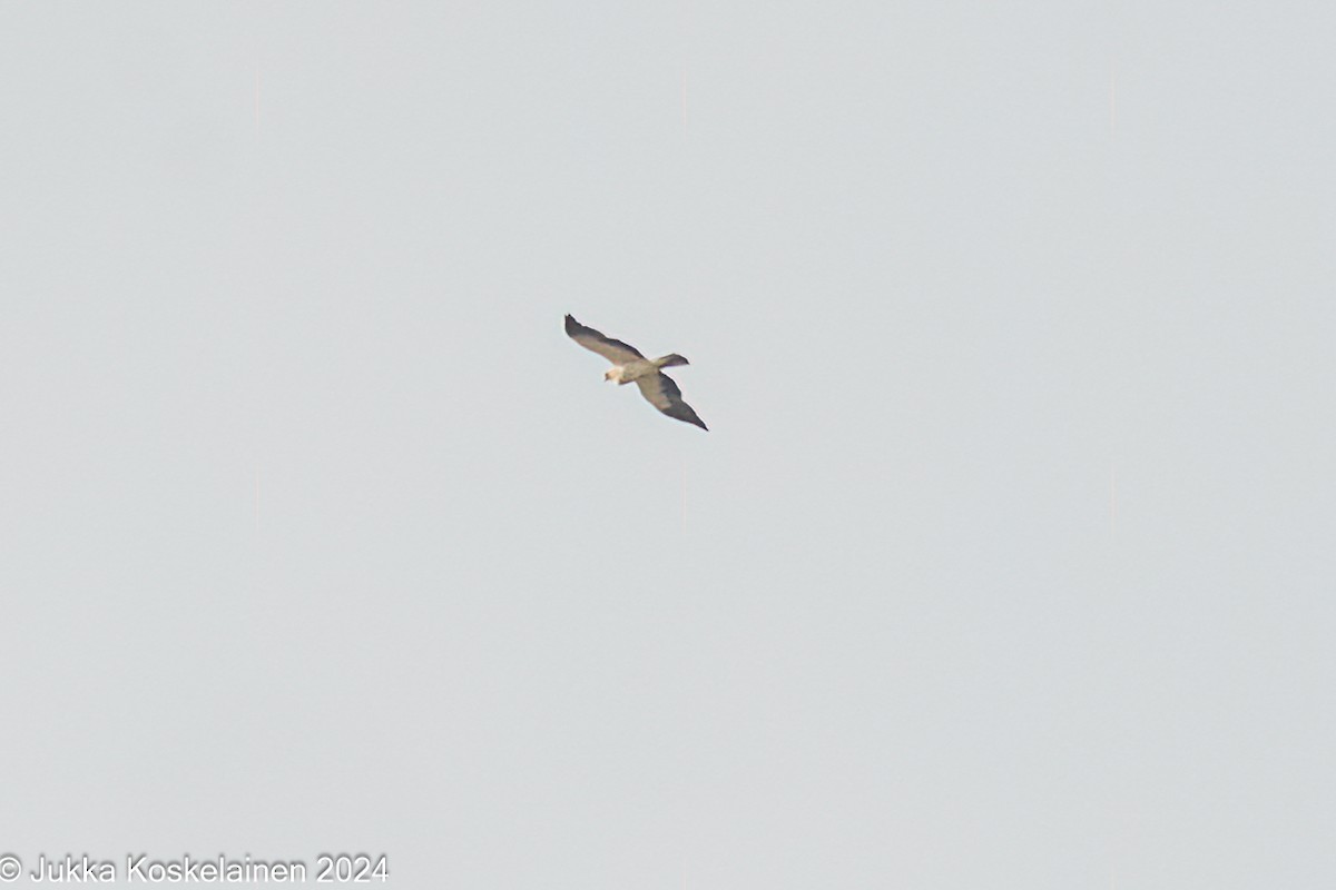 Aigle botté - ML626536486