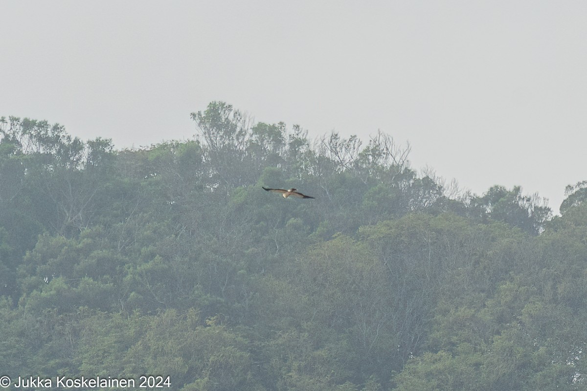 Aigle botté - ML626536558