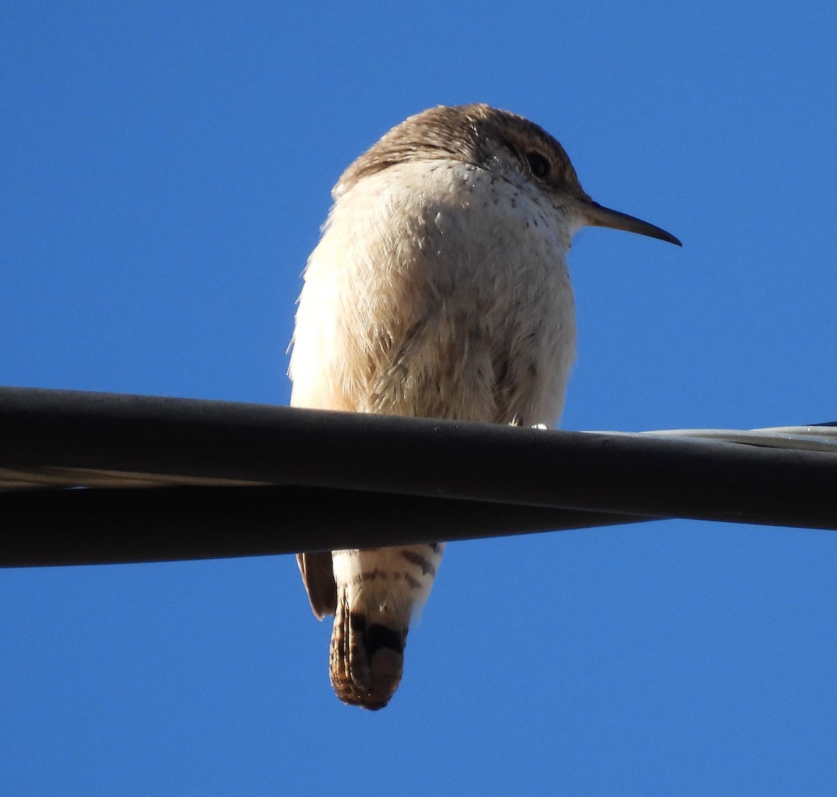 Rock Wren - ML626536601