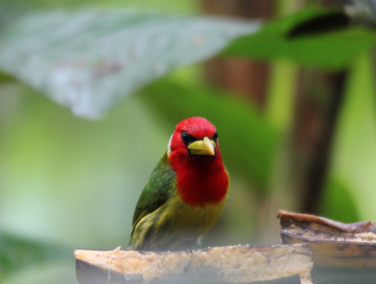 Red-headed Barbet - ML626537182
