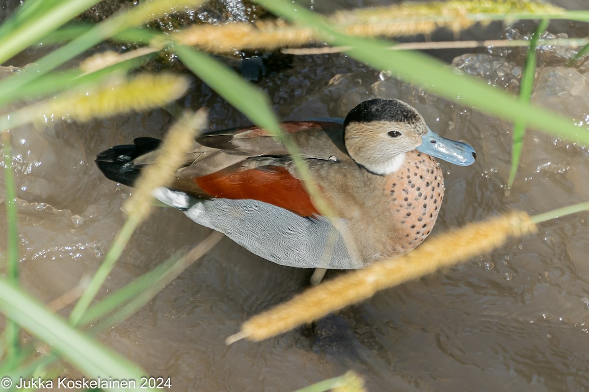 Canard à collier noir - ML626537216