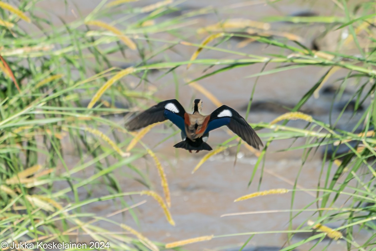 Canard à collier noir - ML626537220