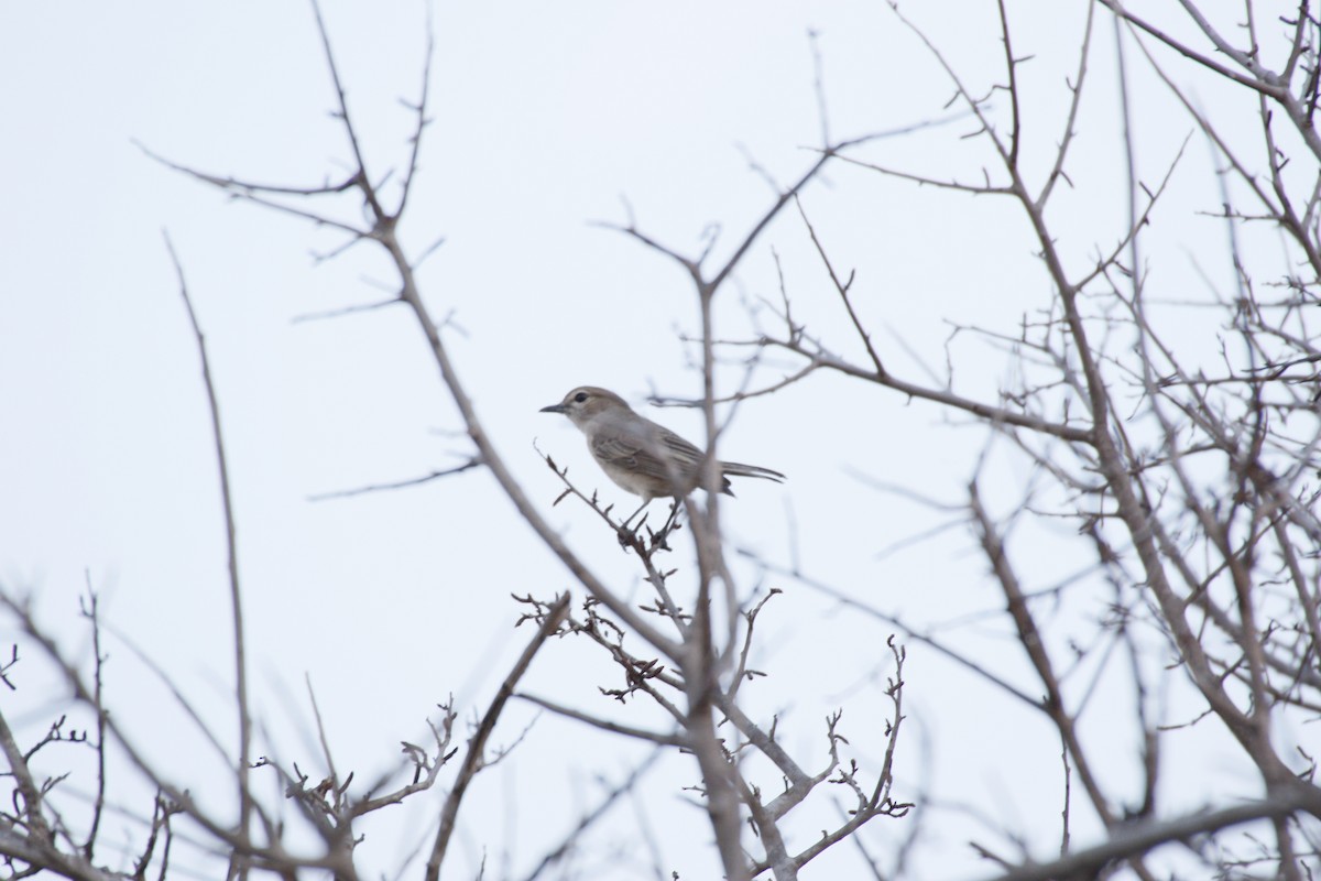 Pale Flycatcher - ML626537233
