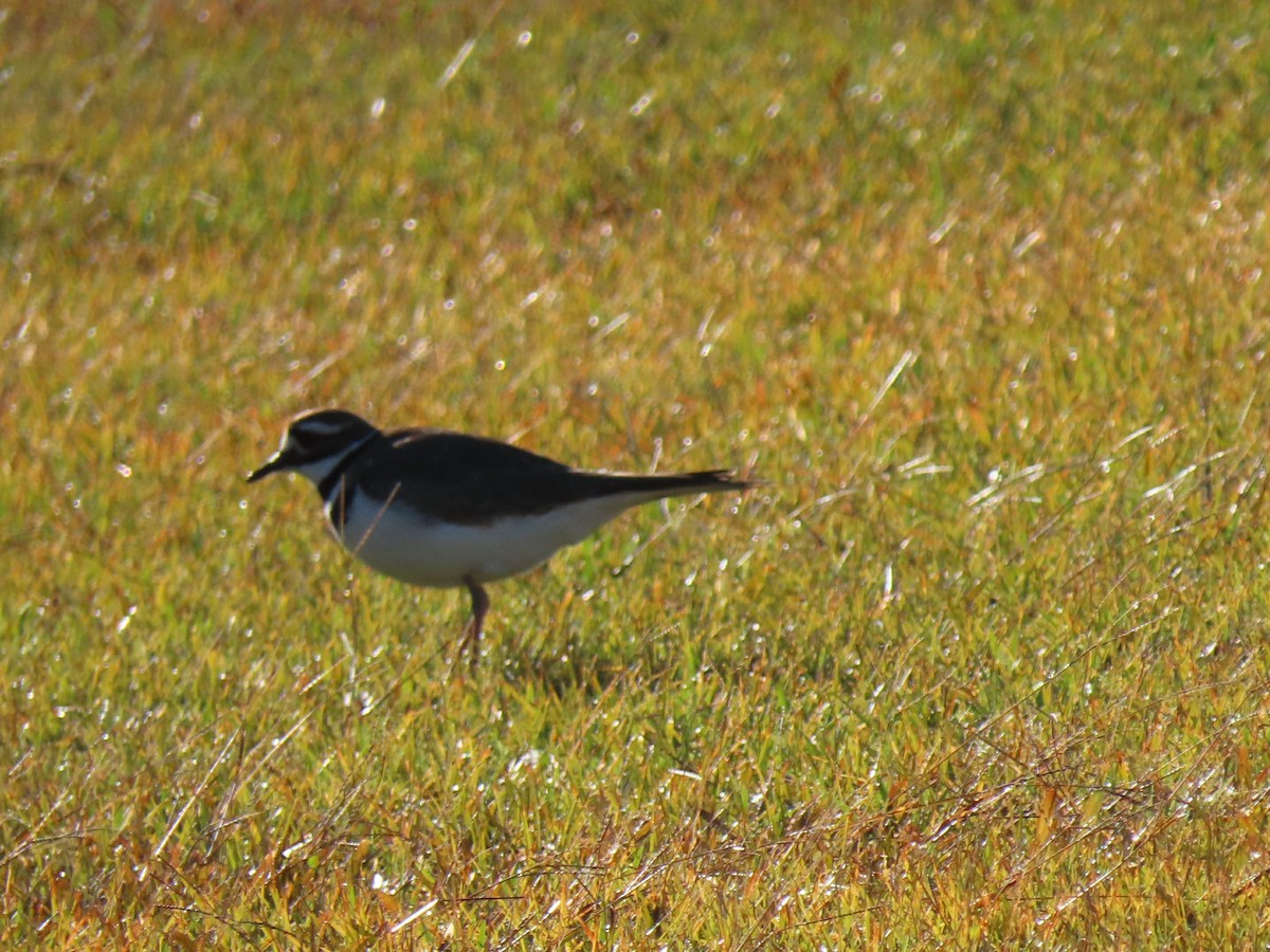 Killdeer - ML626537312