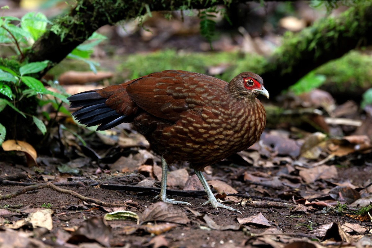Salvadori's Pheasant - ML626537314