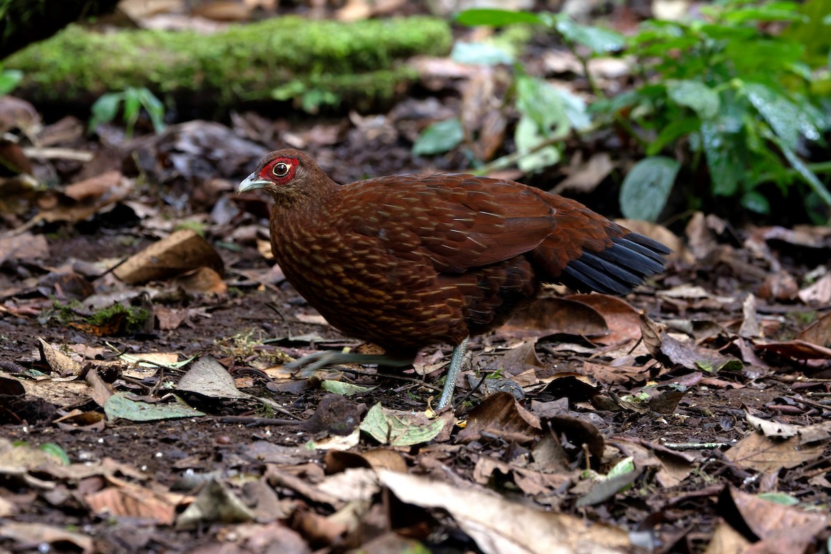 Salvadori's Pheasant - ML626537319