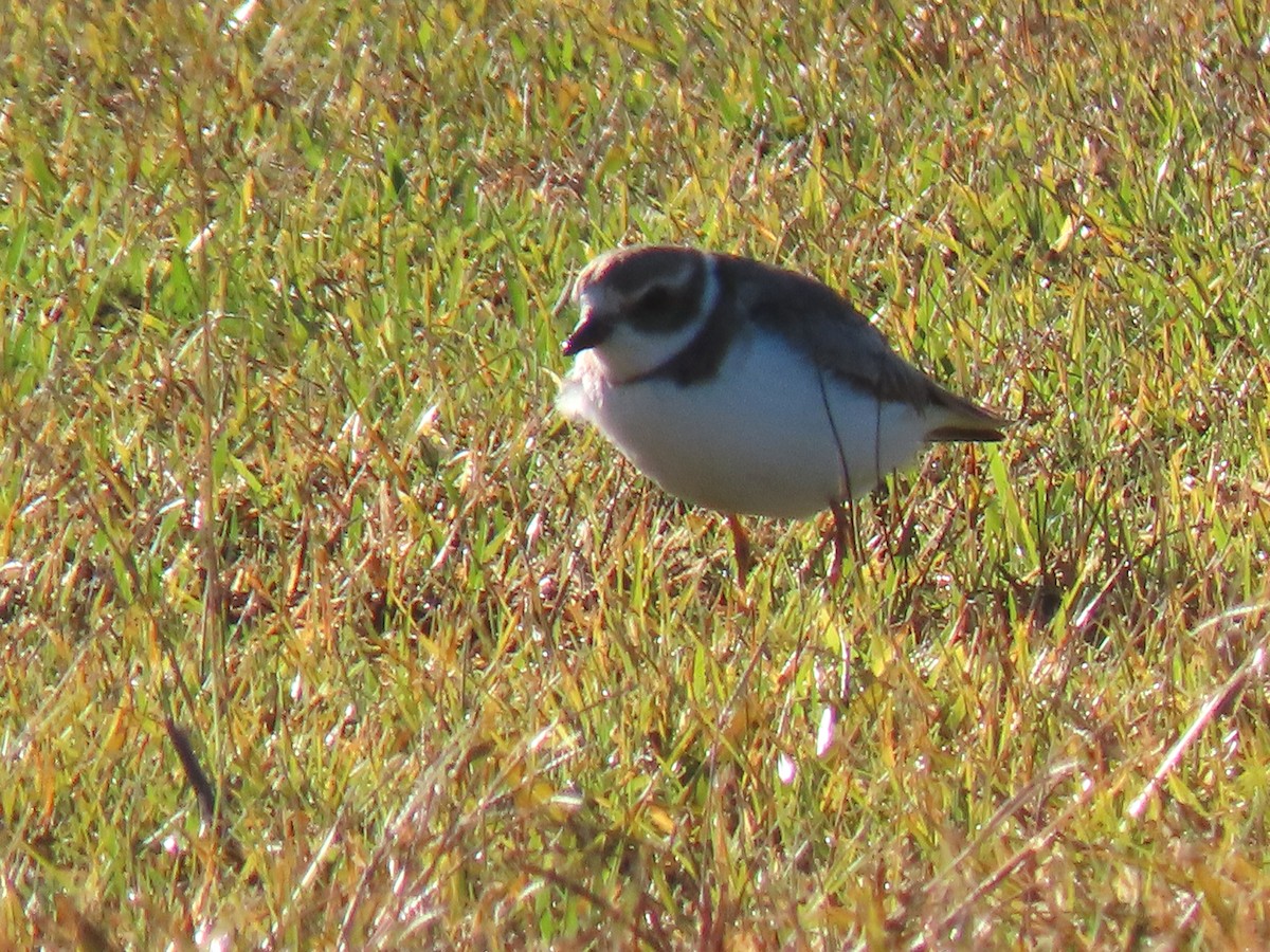 Semipalmated Plover - ML626537324