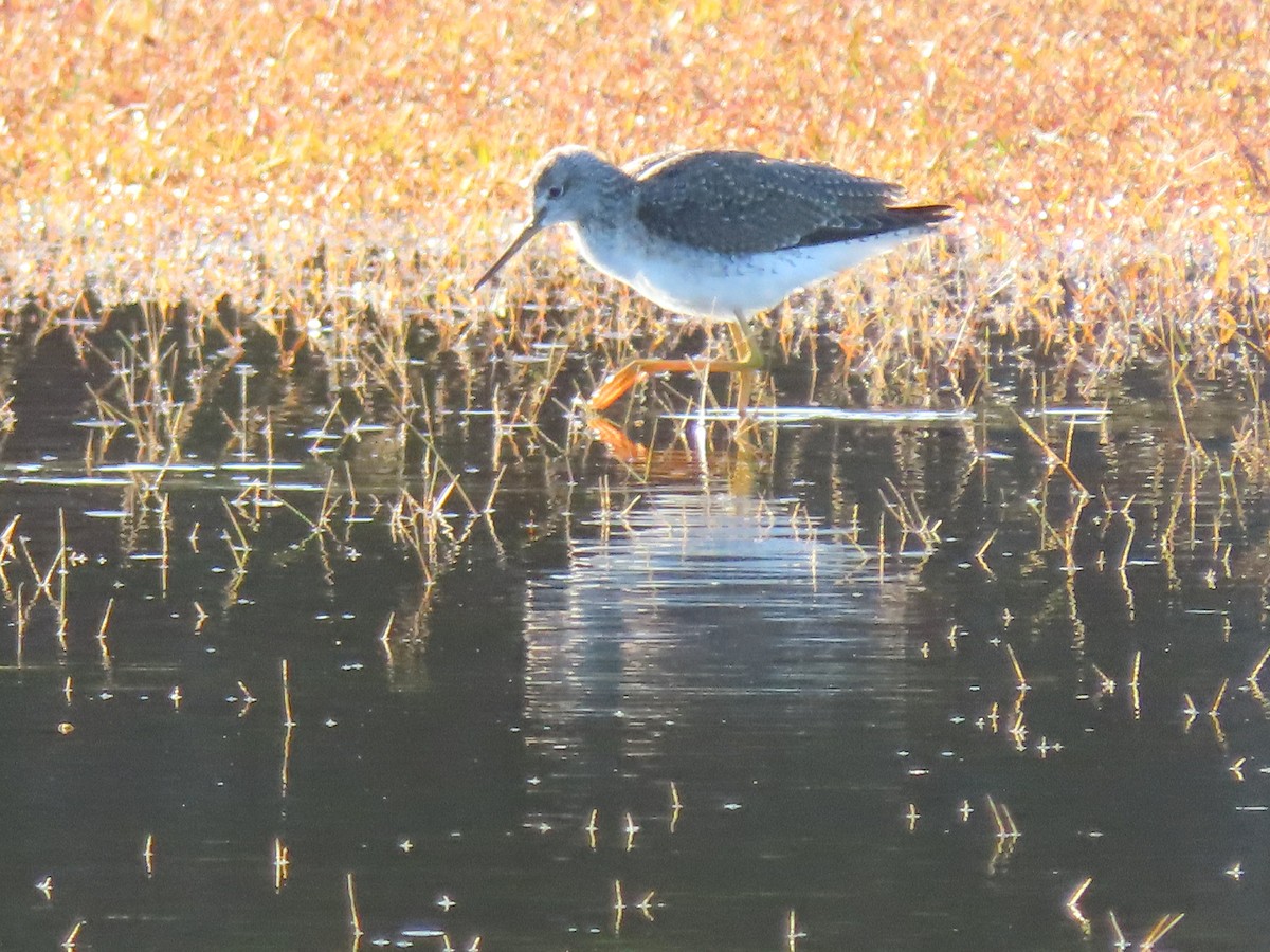 Greater Yellowlegs - ML626537333