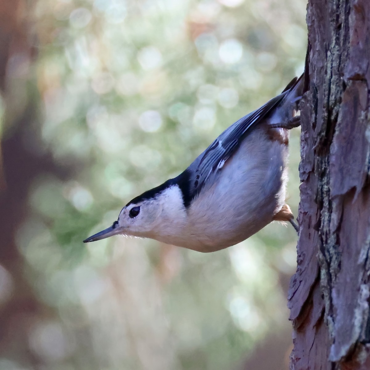 White-breasted Nuthatch - ML626537361