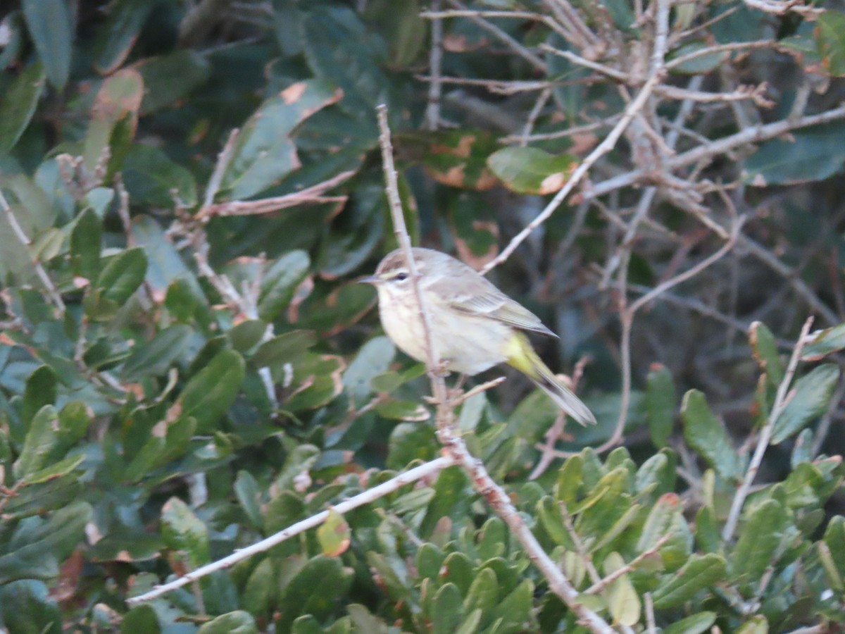 Palm Warbler - ML626537367