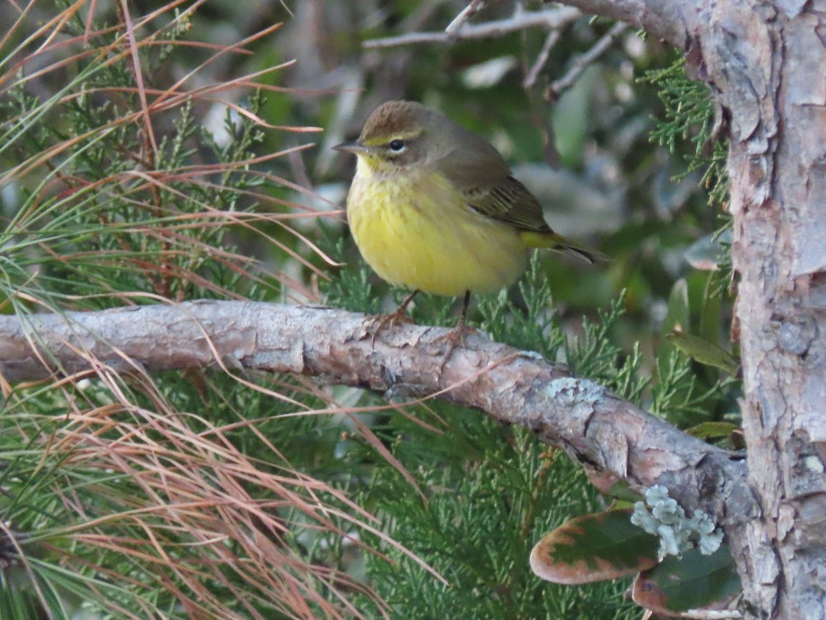 Palm Warbler - ML626537368