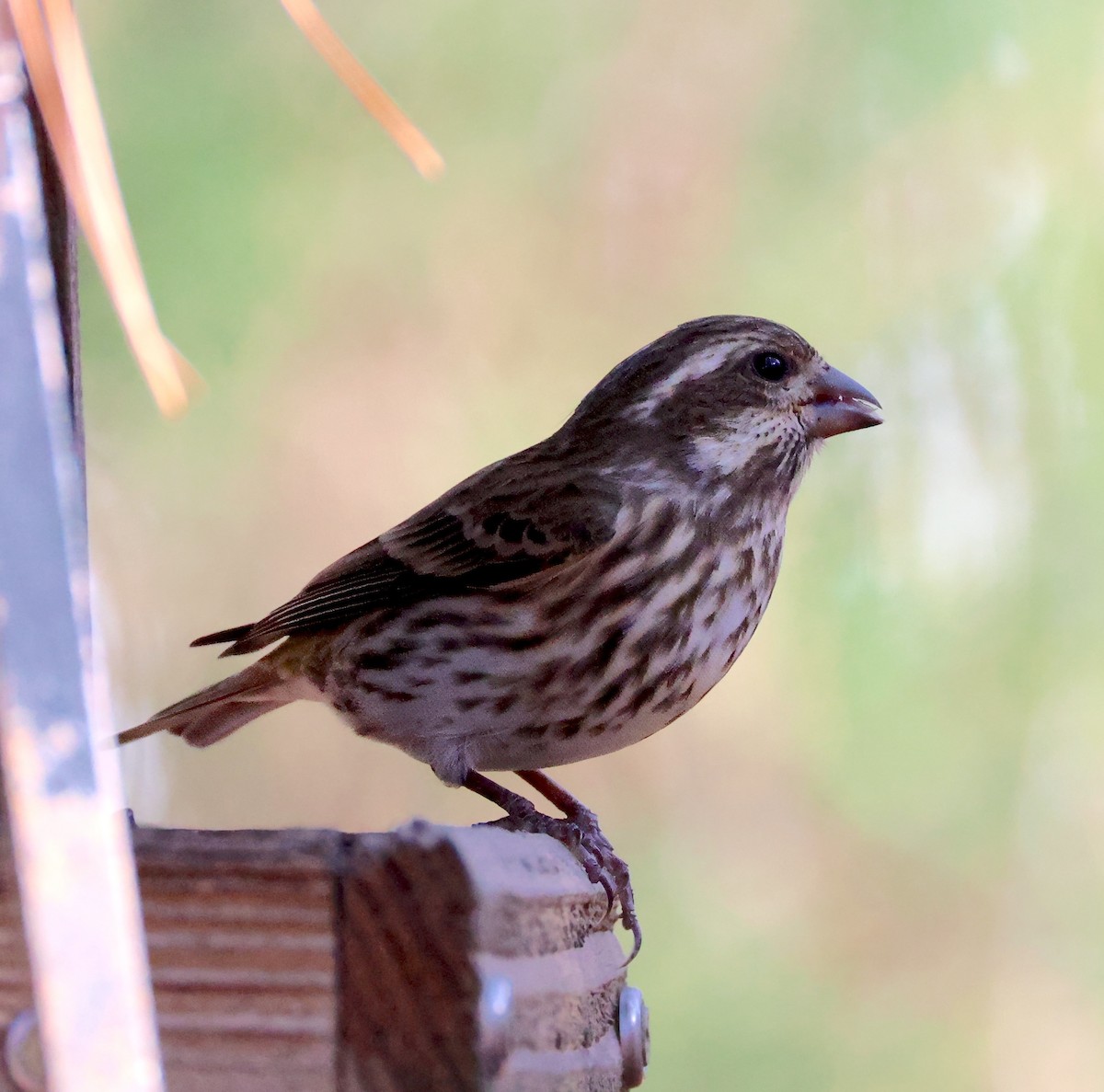 Purple Finch - ML626537373