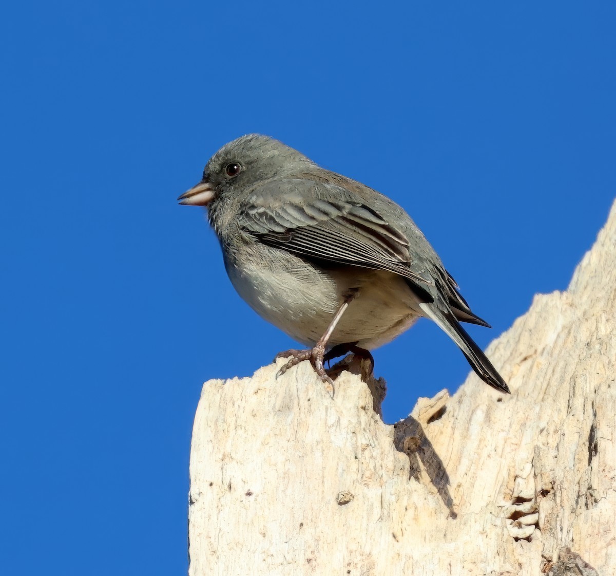 Dark-eyed Junco - ML626537417