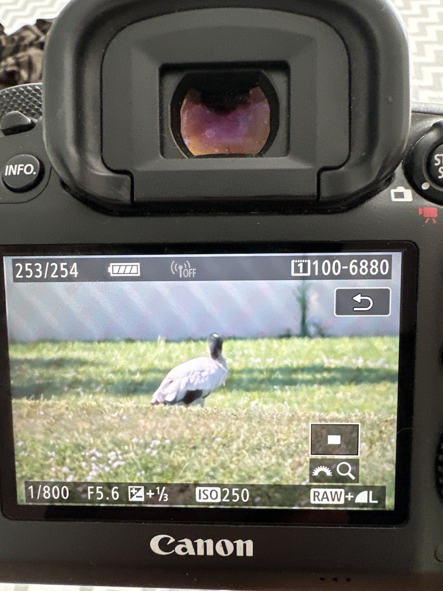 Wood Stork - ML626537674
