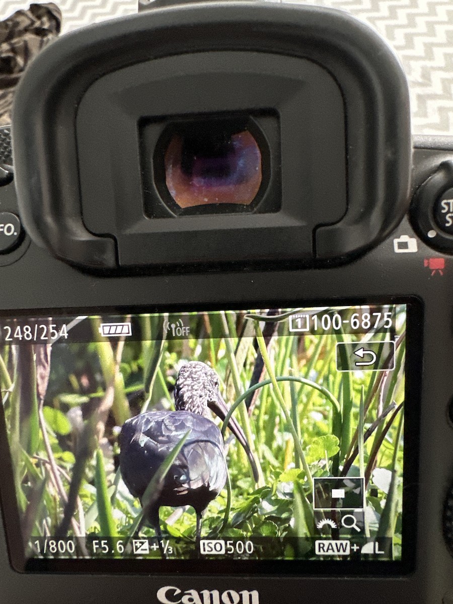 Glossy Ibis - ML626537681