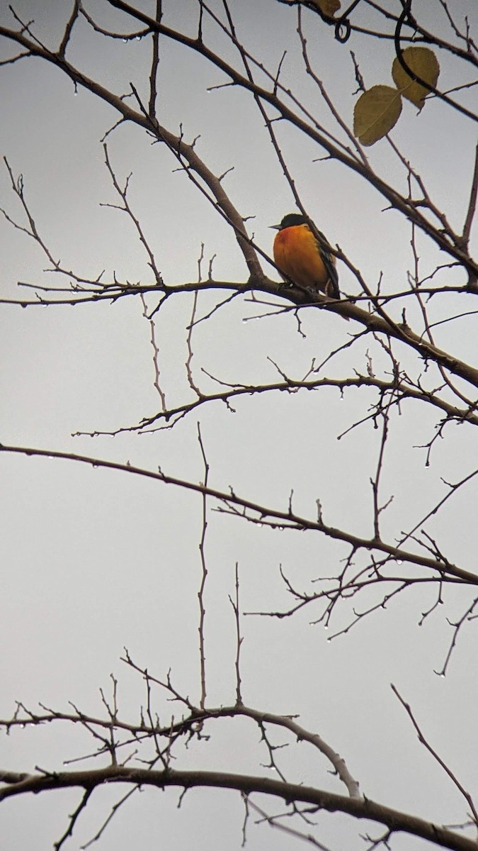 Oriole de Baltimore - ML626537691