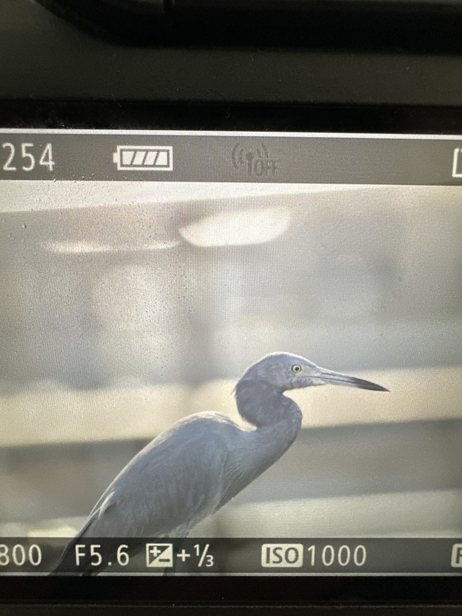 Little Blue Heron - ML626537696